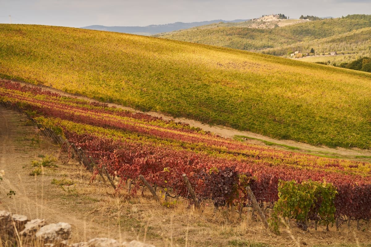 Automne à Madère : Aventures et Couleurs sur l'Île de