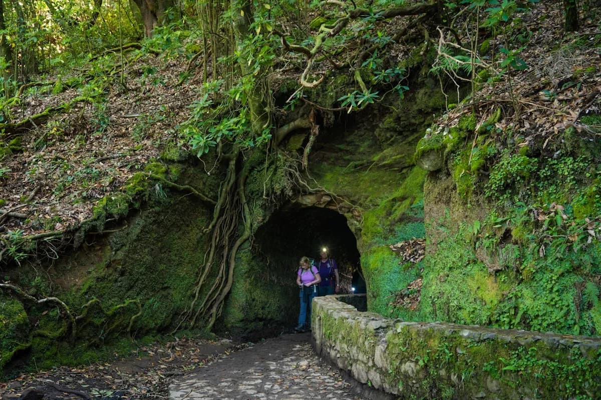 Melhores Trilhos e Levadas da Madeira: Top Percursos
