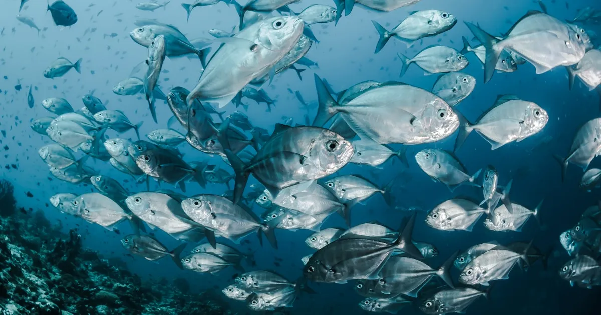 Pesca en Madeira: Alta Mar, Costa y Pesca Deportiva —