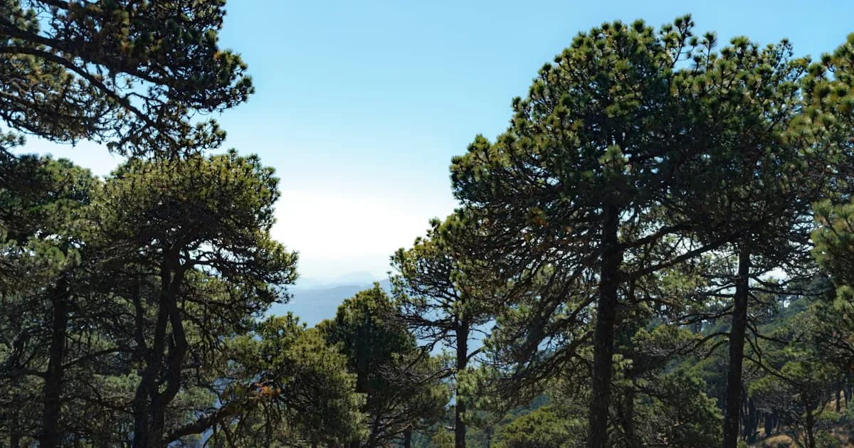 Madeira vs Havai — A Resposta da Europa ao Paraíso do