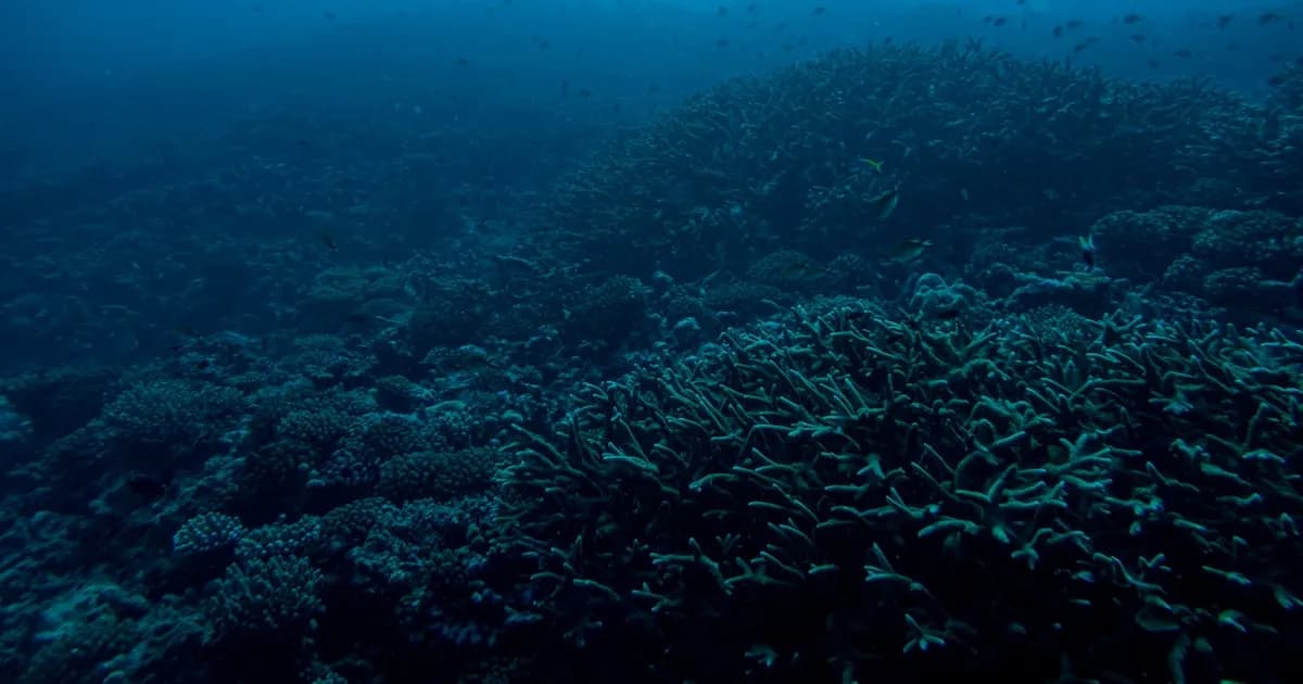 Buceo en Madeira: Puntos de Inmersión, Vida Marina y