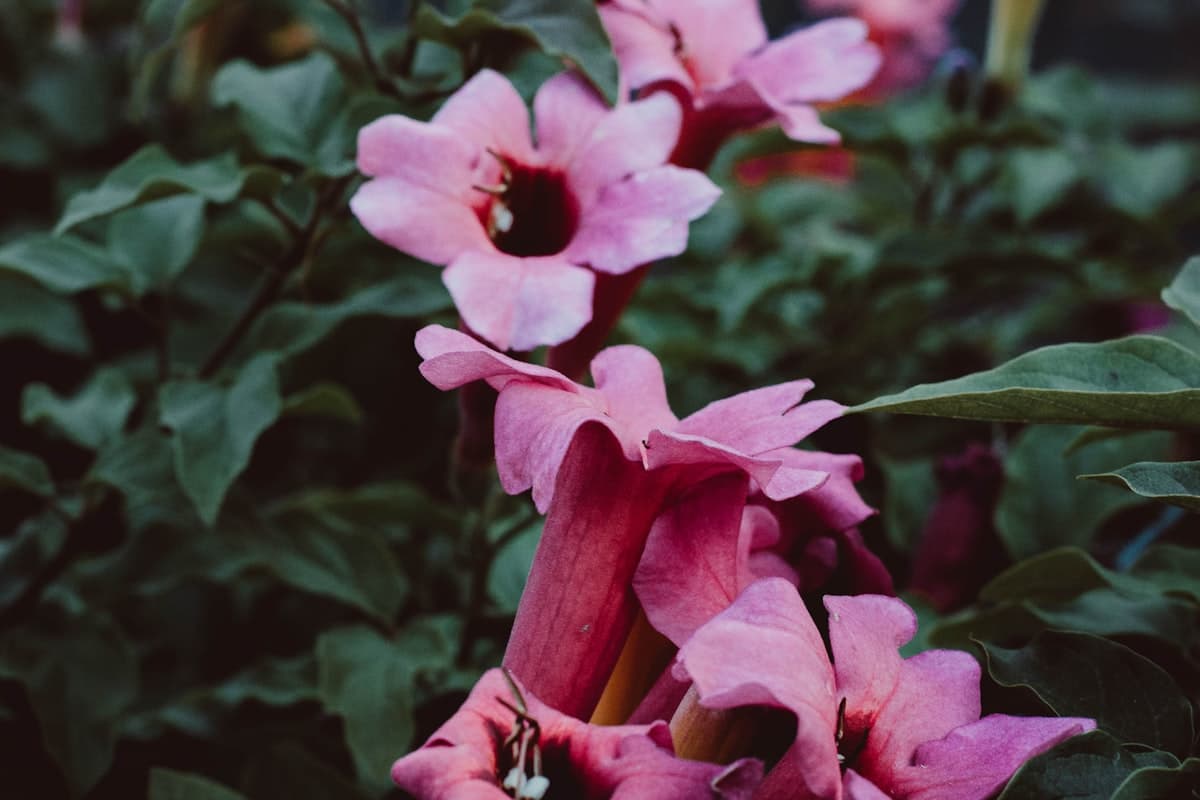 Wiosna na Maderze: Kompletny Przewodnik po Przygodach od Marca do Maja